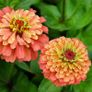 (Z) Colour Changing Zinnia Queen Lime Orange seeds 0.1g (416011) Image 3