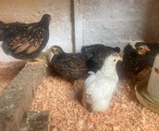 8 chicks - 5 weeks old