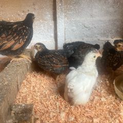 8 chicks - 5 weeks old