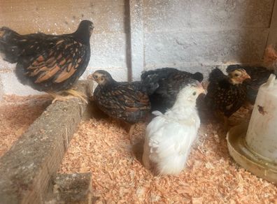 8 chicks - 5 weeks old
