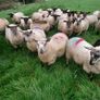 Ewe lambs Image 2