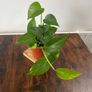 Golden pathos house plant Image 2