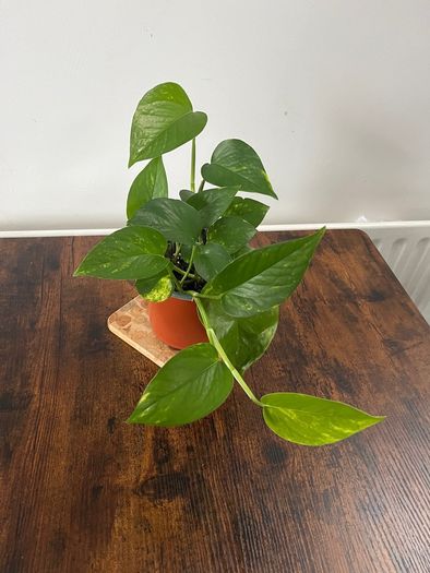 Golden pathos house plant