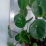 Money plant Pilea peperomioides indoor houseplant Image 4