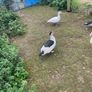 Ducks & drakes Image 2