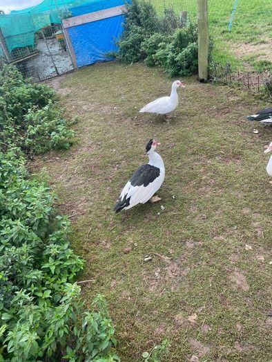 Ducks & drakes