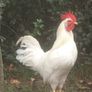 Leghorn Roosters Image 2