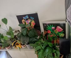 plants