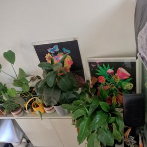 plants