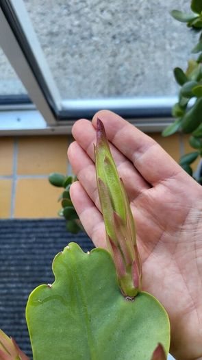 Epiphyllum Cacti. Beautiful rare cactus.