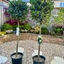 Laurus Nobilis with 45cm head in 12L pot and 140cm in height Image 3