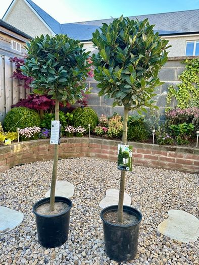 Laurus Nobilis with 45cm head in 12L pot and 140cm in height