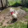 rooster Image 4