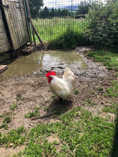 rooster