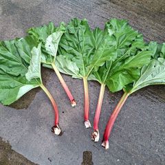 last 300g organic rhubarb