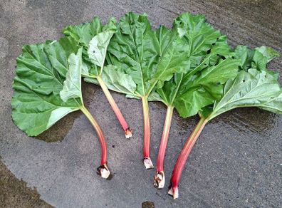 last 300g organic rhubarb