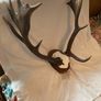 Deer mount Image 3