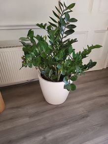 Zamioculcas Zamifolia planter