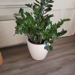 Zamioculcas Zamifolia planter