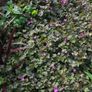 Herbaceous Perennials in 3 litre just  7.50 euro Image 8