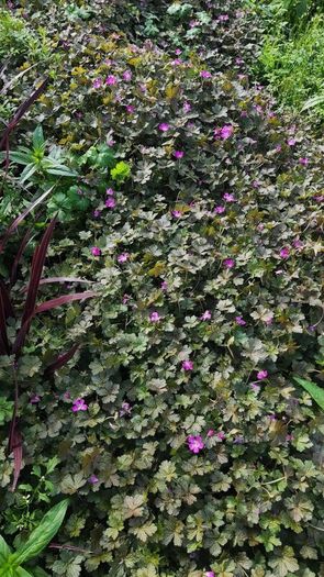 Herbaceous Perennials in 3 litre just  7.50 euro