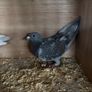 pigeons Image 3
