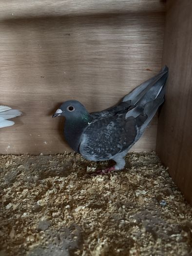 pigeons