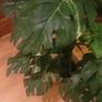 Artificial Monstera Plant in Strong Ceramic Plant Pot with Decorative Stones Image 7