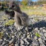 Pekin and silkie growers Image 4