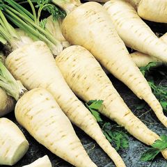 (P) Parsley Konika seeds 2g (210534)