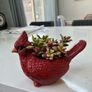 plant Image 4