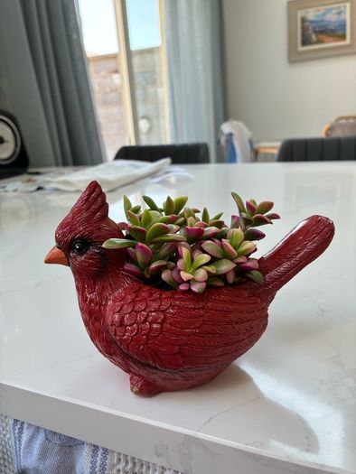 plant