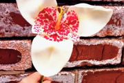 Tiger Flower