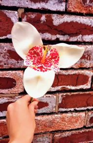 Tiger Flower