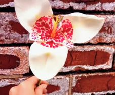 Tiger Flower