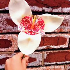 Tiger Flower