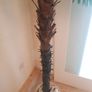 Artificial Palm Tree Image 4