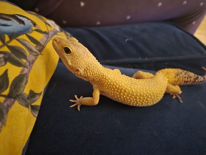 leopard gecko and enclosure