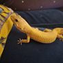 leopard gecko and enclosure Image 2