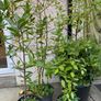Bay Leaf plants Image 6