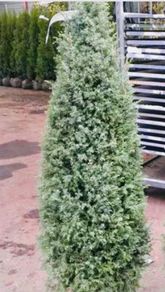 Irish juniper 160cm