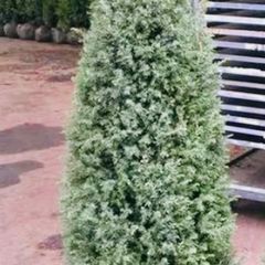 Irish juniper 160cm