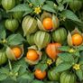Selection of Vegetable seeds from 1.00 euro Image 4