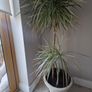 plant Image 2