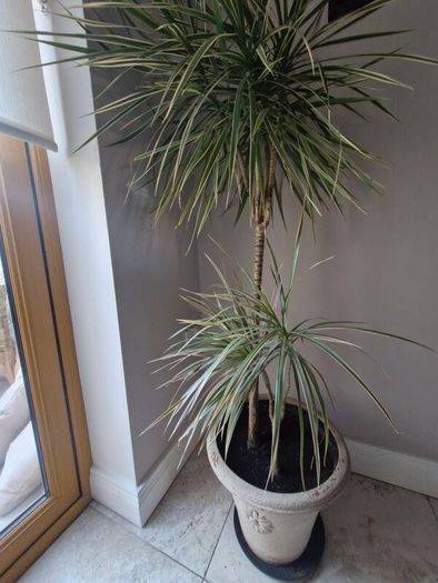 plant