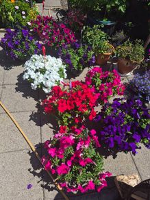 Hanging basket