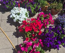 Hanging basket