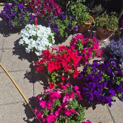 Hanging basket
