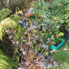 Daredevil hydrangea