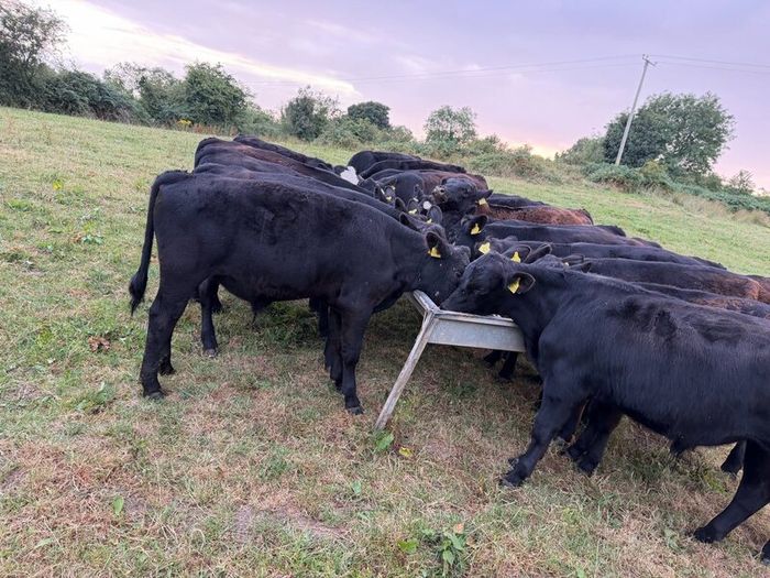 20 Aberdeen Angus Bull Weanlings
